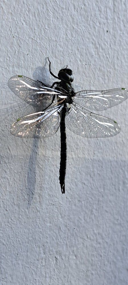 Фотография автора gustavo pecelis