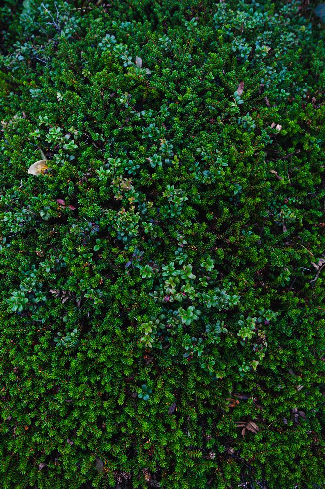 Зеленый ковер