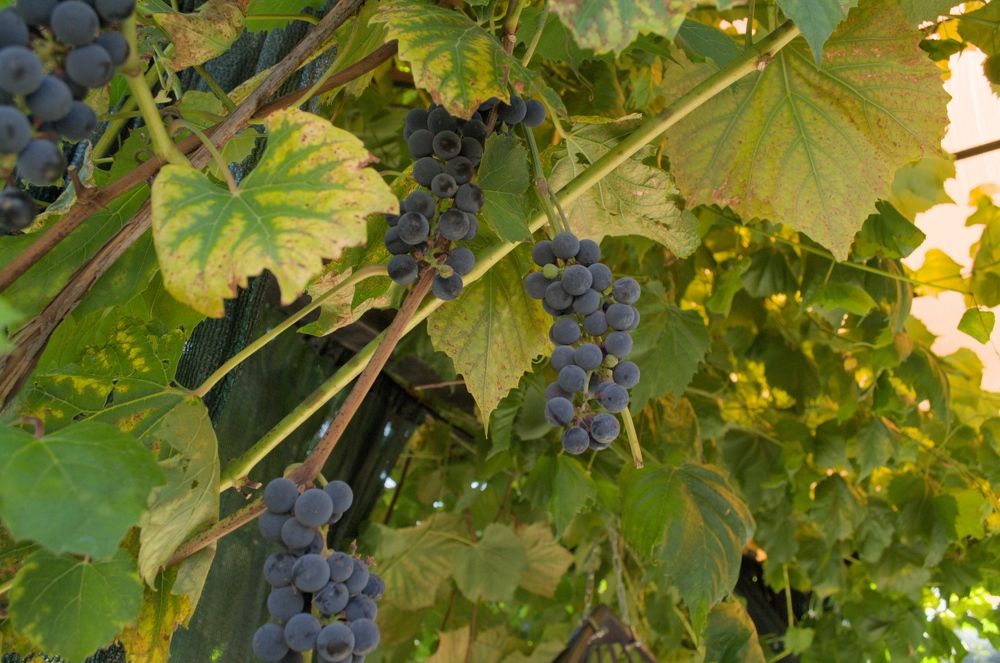 Фотография автора Мария Жданова