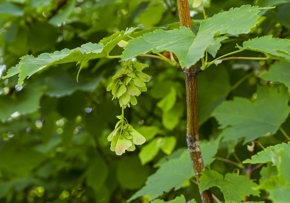 Клен и его сережки