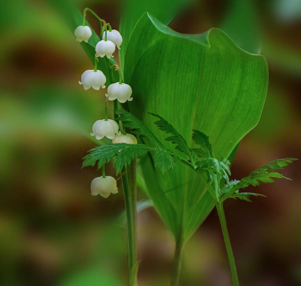 Листья ландыша