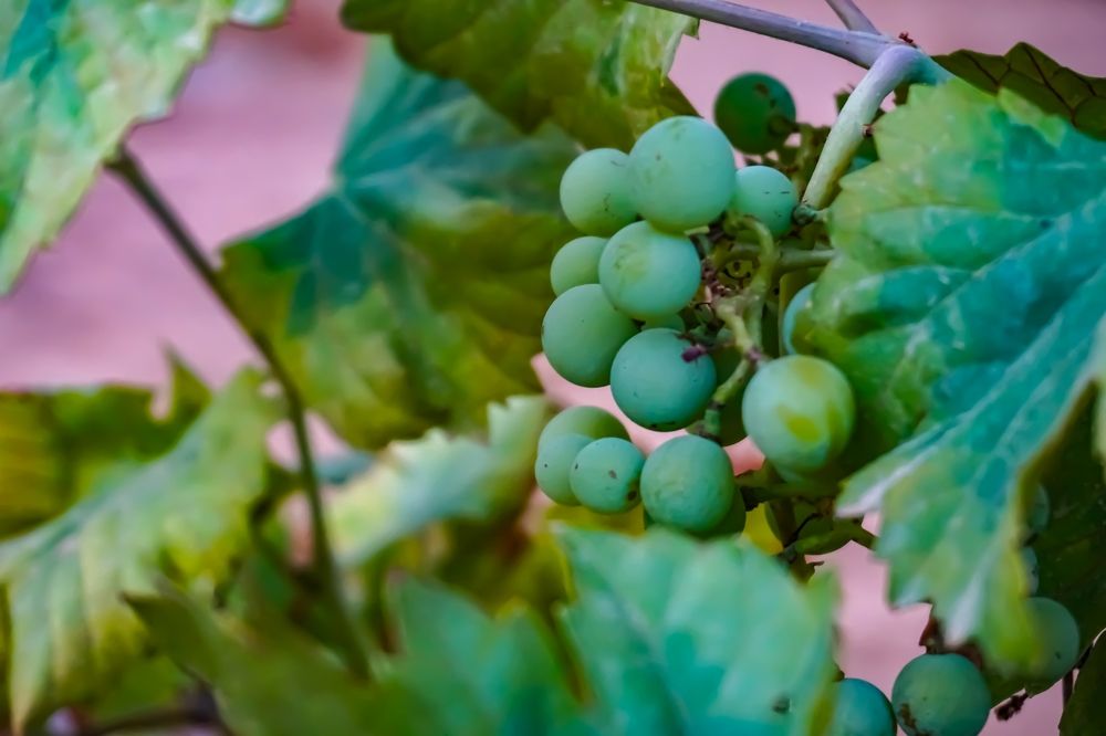 Фотография автора meciad mohamed amir eddine