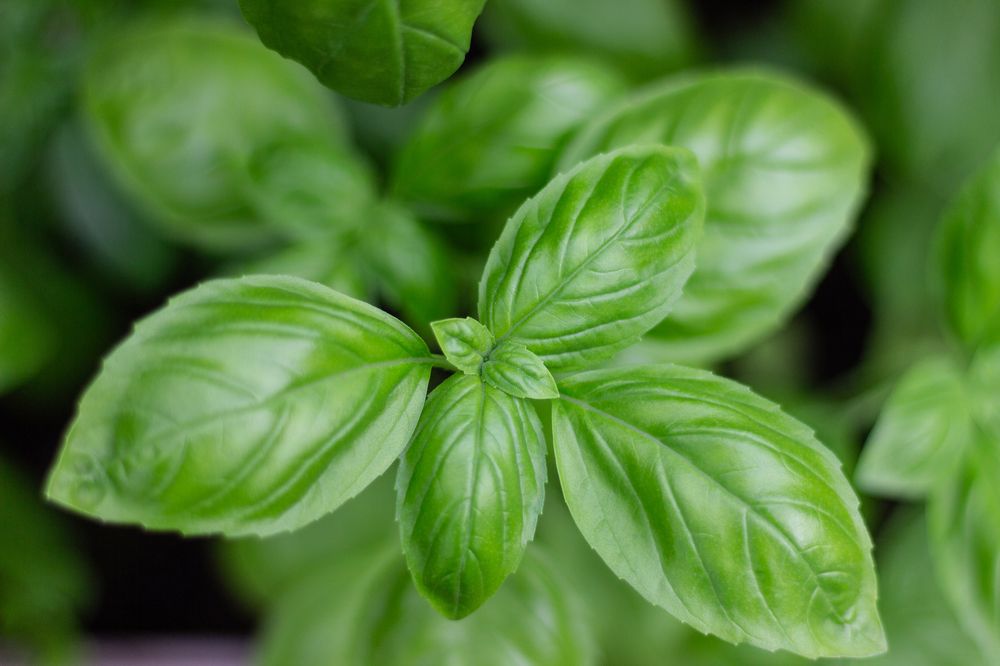 Фотография автора Ольга Войтехович