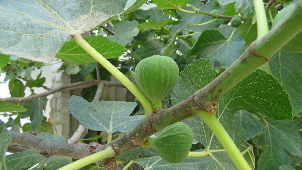 Photograph by Елена Казарина