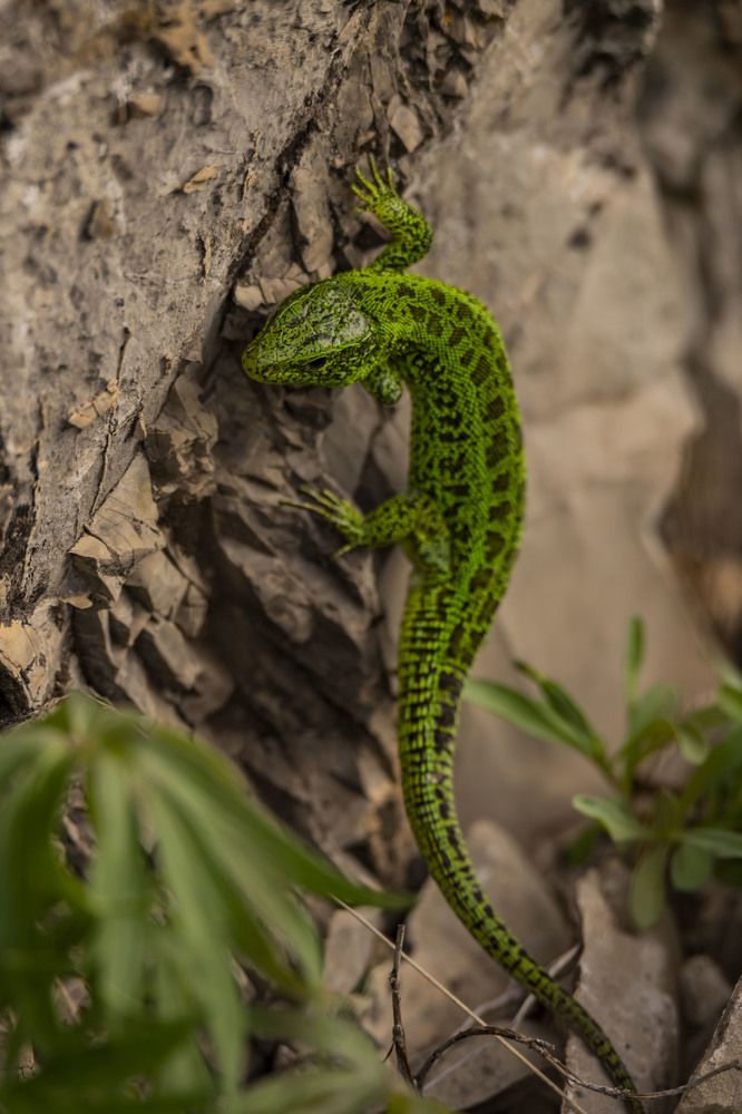 Photograph by Елена Перминова