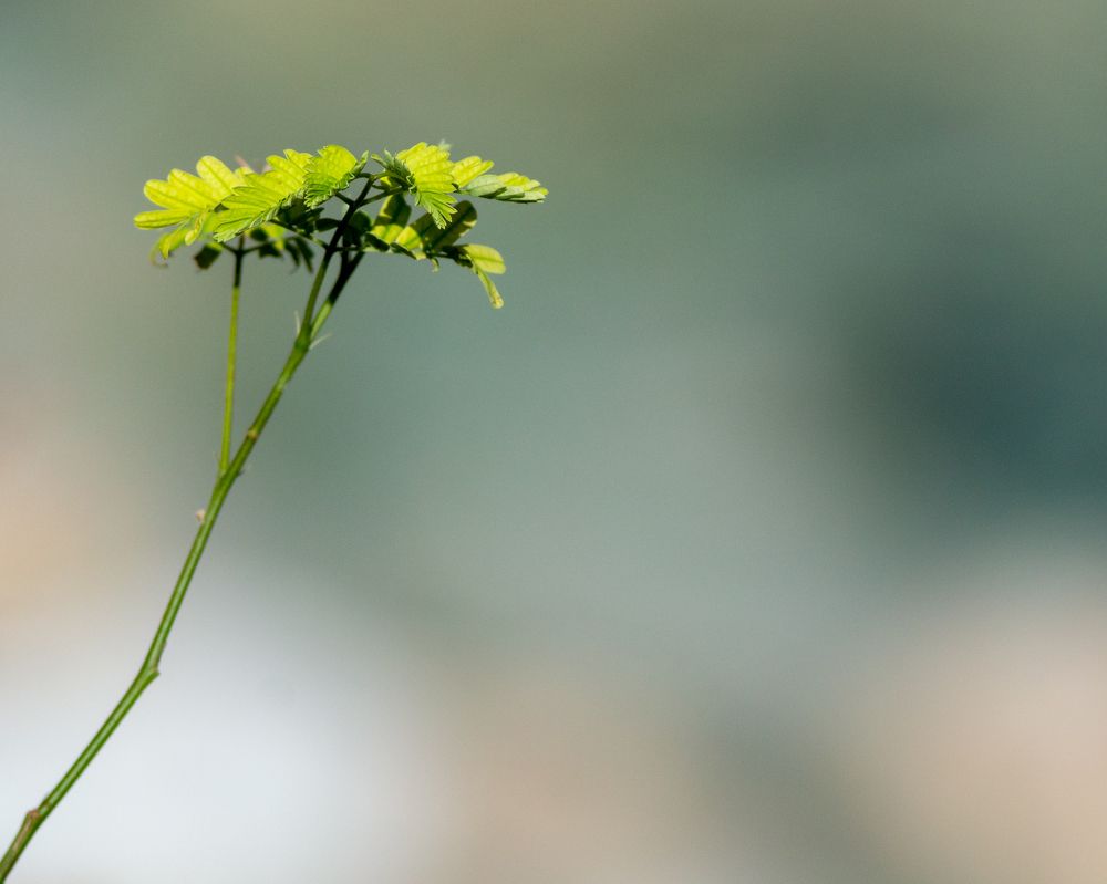 Photograph by Arnab Sarkar