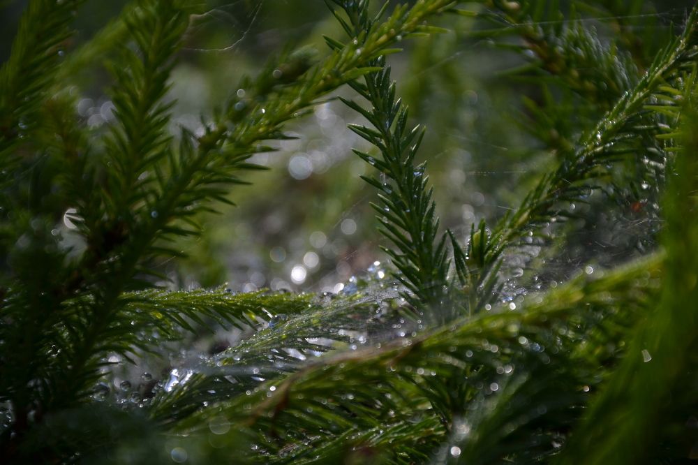 После дождя