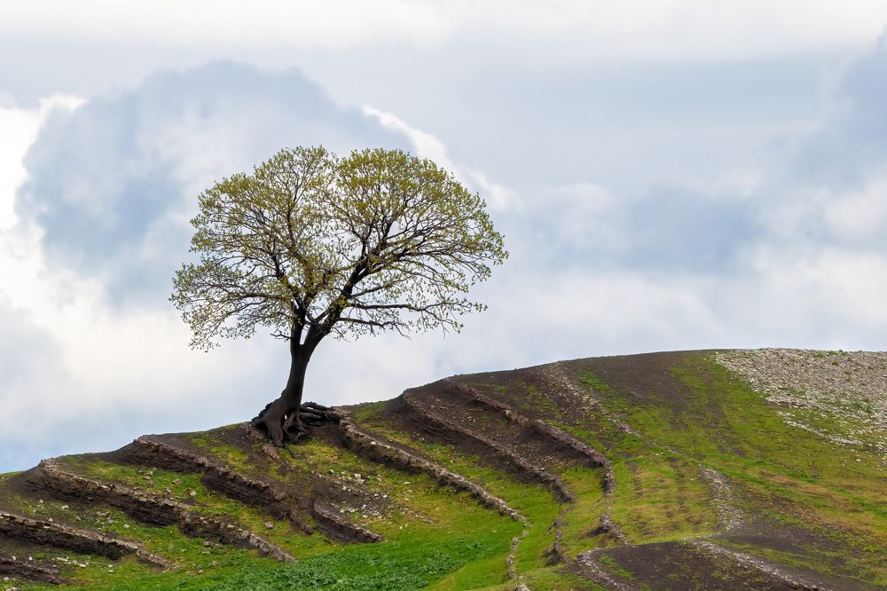 Lonely Tree With the Mountains Steps