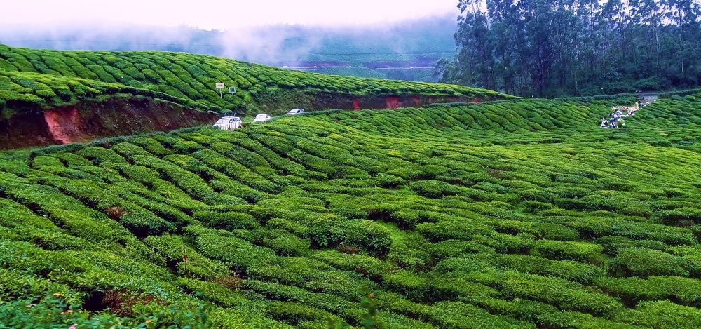 Journey Through Green Valleys