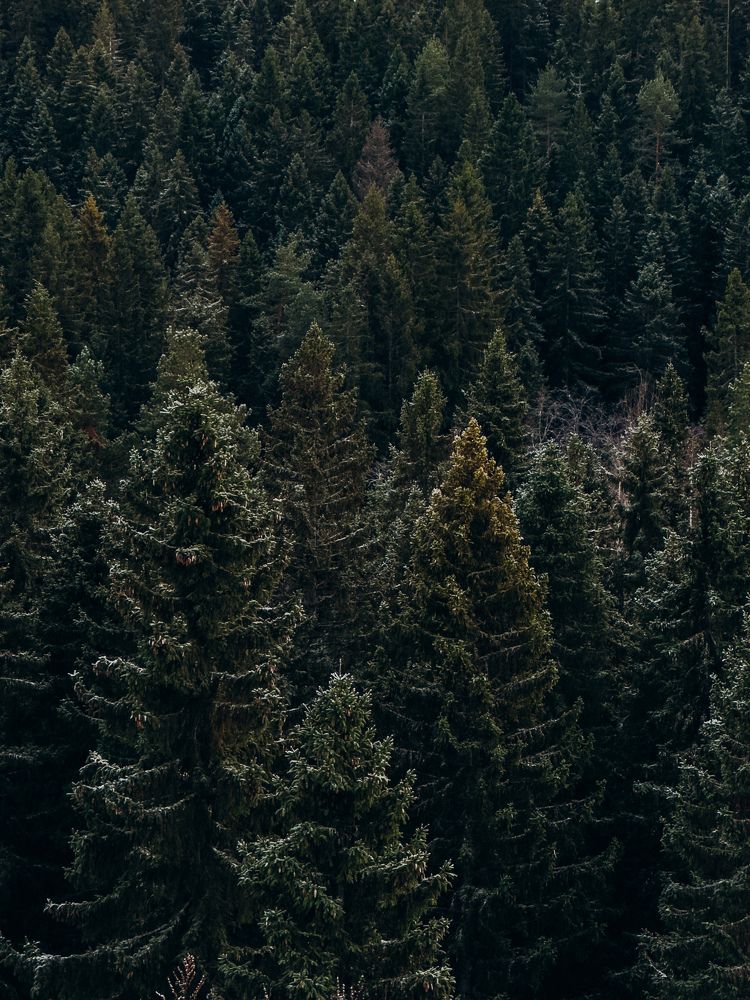 Photograph by Алиса Нежинская