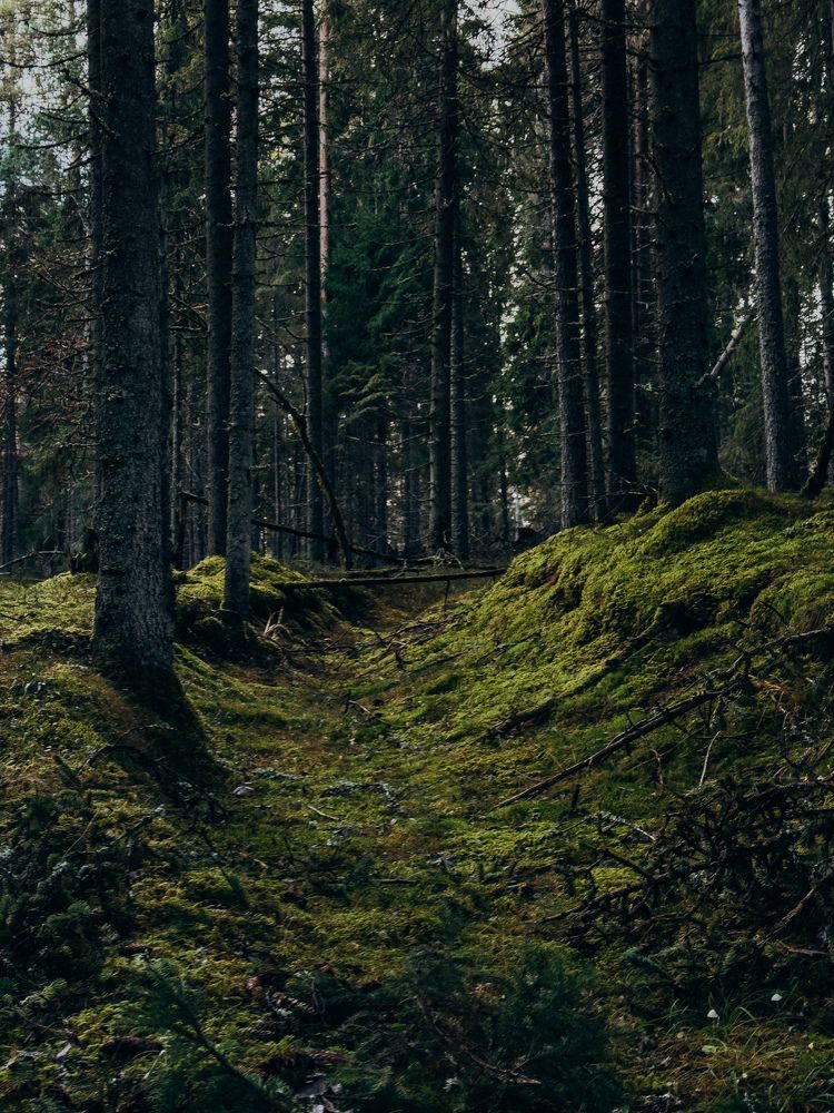 Photograph by Алиса Нежинская