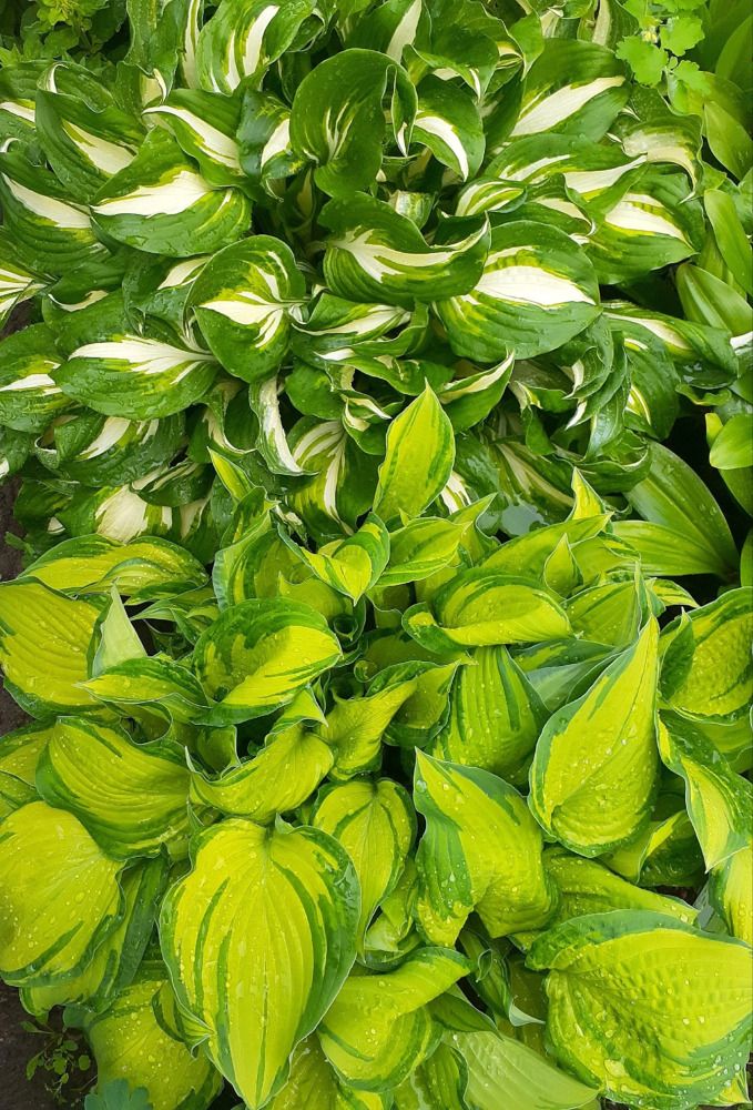 Photograph by Татьяна Колчанова