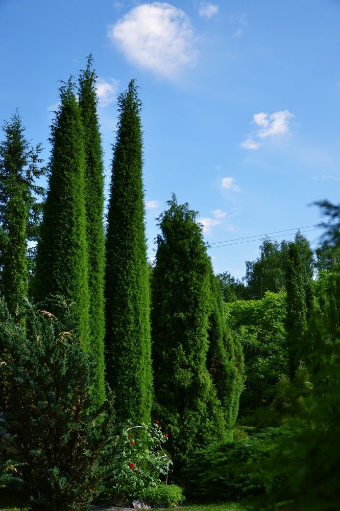 Фотография автора Анатолий Борисенко