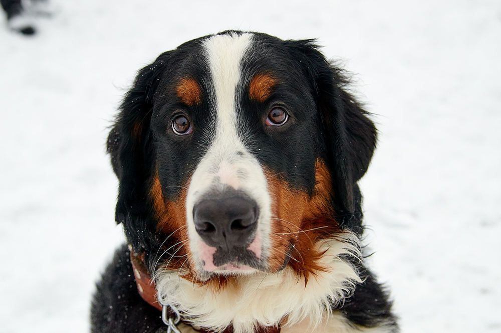 Photograph by Андрей Коротецкий