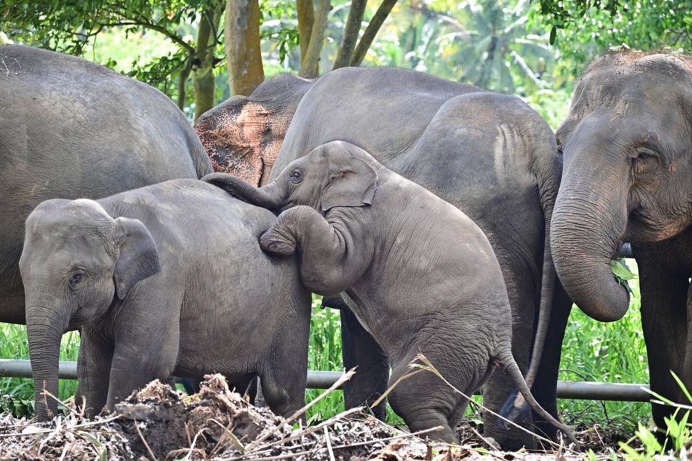 Photograph by M.I.M. Mahir