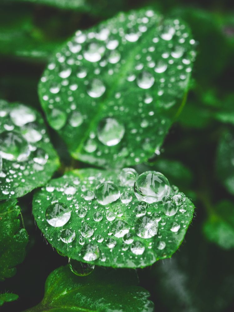 Photograph by Manzoni Paolo