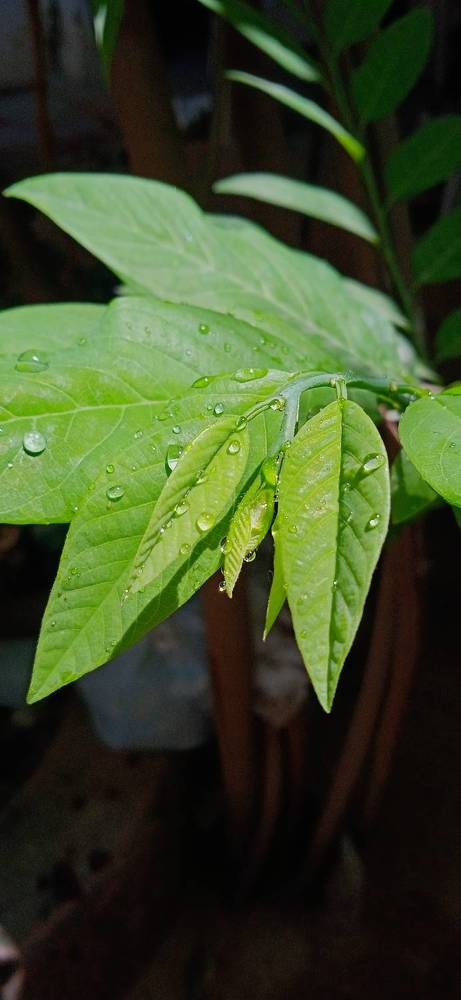 Photograph by Yasha Akhtar