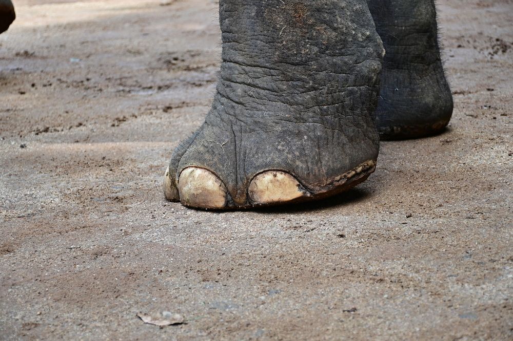 Photograph by M.I.M. Mahir