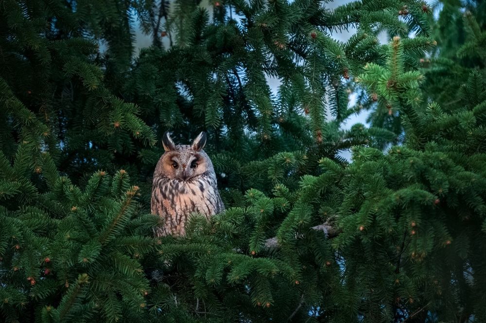 Фотография автора Владимир Коровяковский