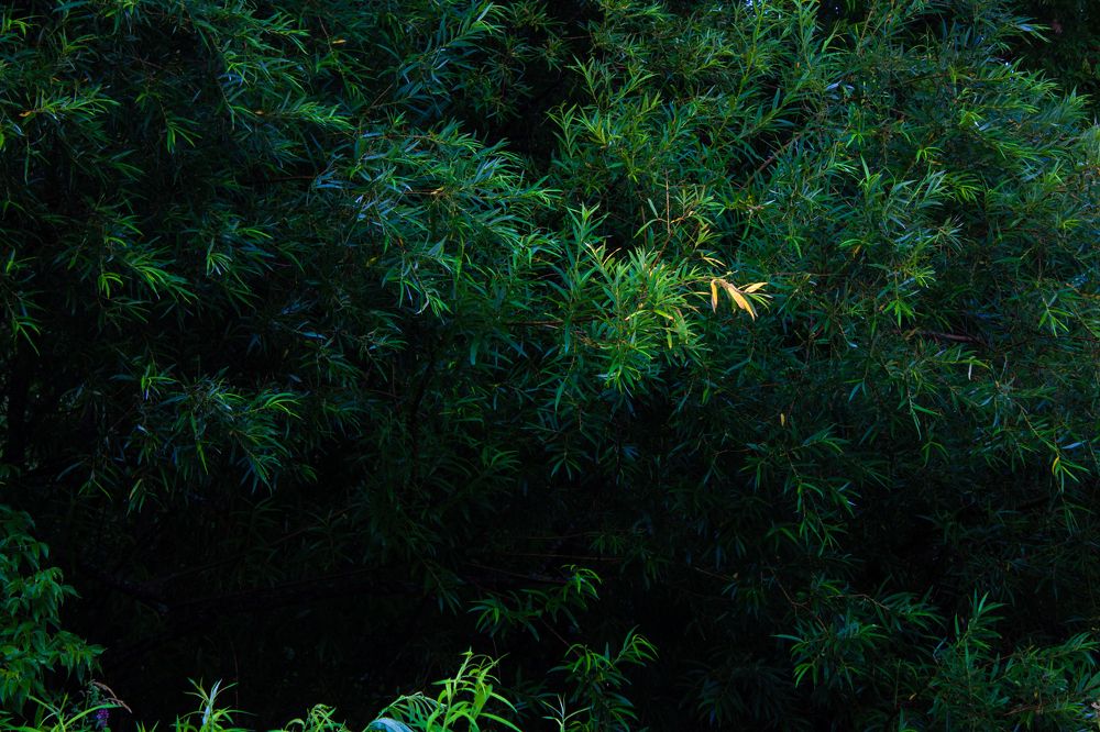 Photograph by Александр Коковихин