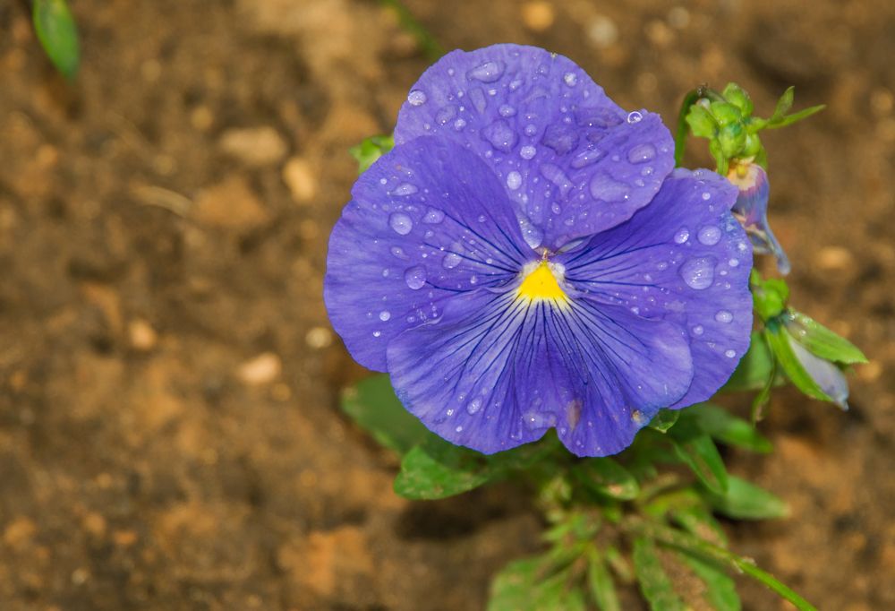 Photograph by Дария Ризниченко