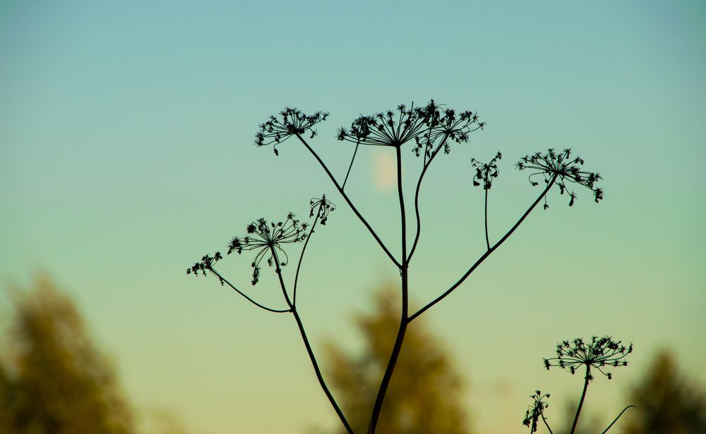 Photograph by Дария Ризниченко