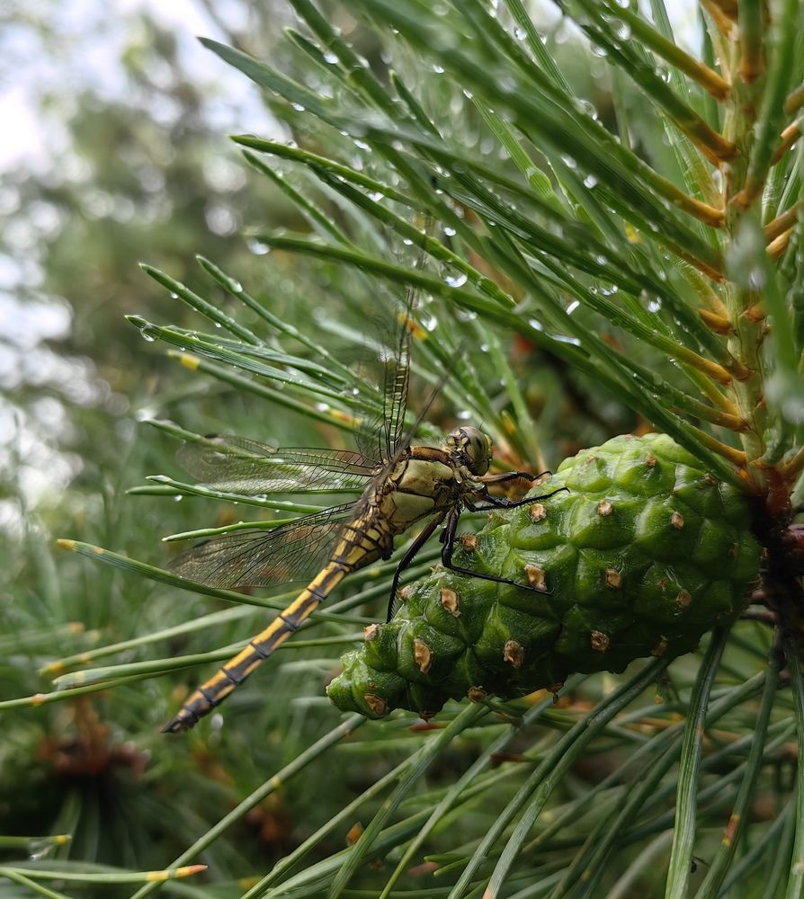 Photograph by Maiya Bulatova