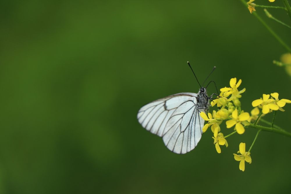 Бабочка на цветке