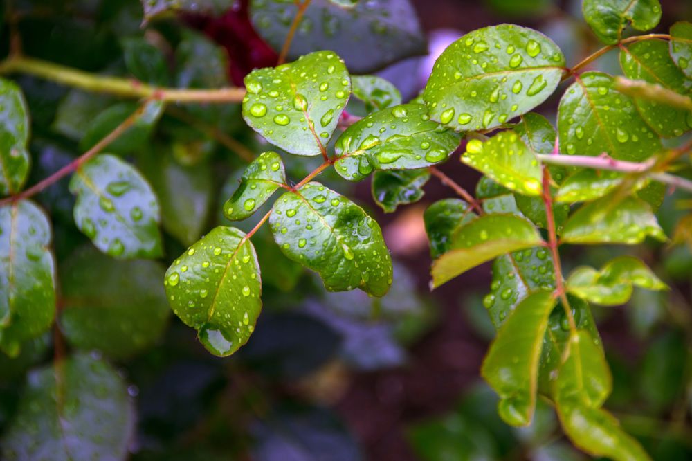 Photograph by Дария Ризниченко