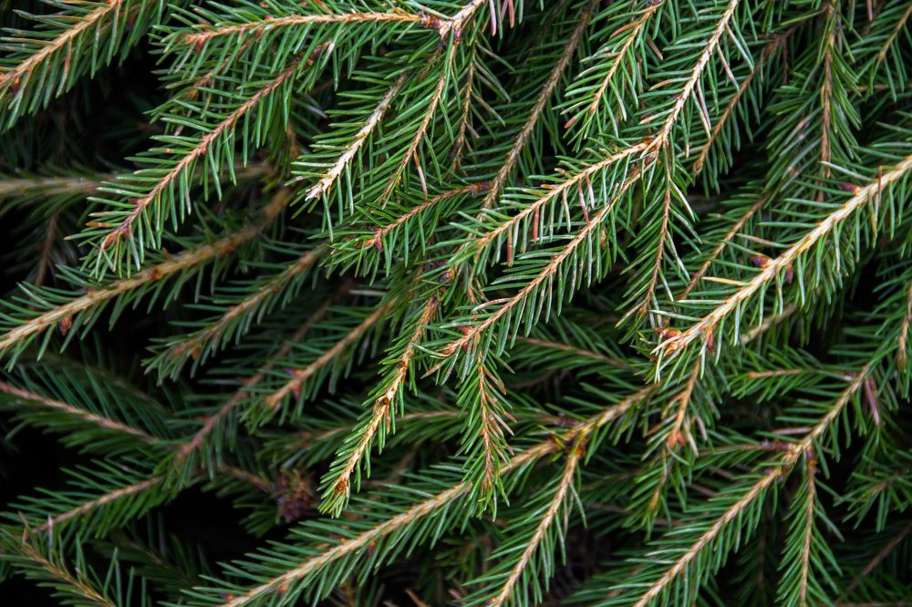 Photograph by Дария Ризниченко