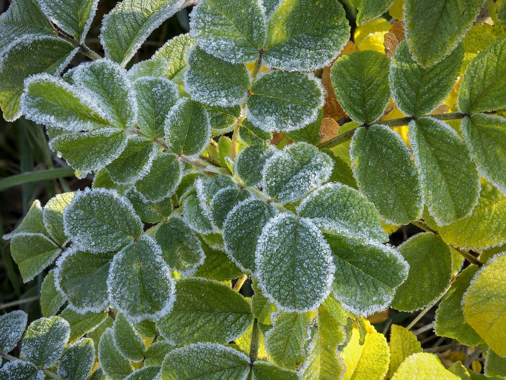 Осенние листья