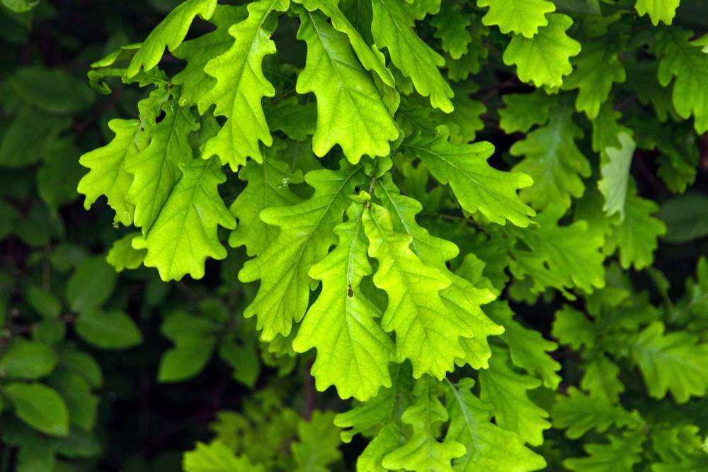 Photograph by Дария Ризниченко