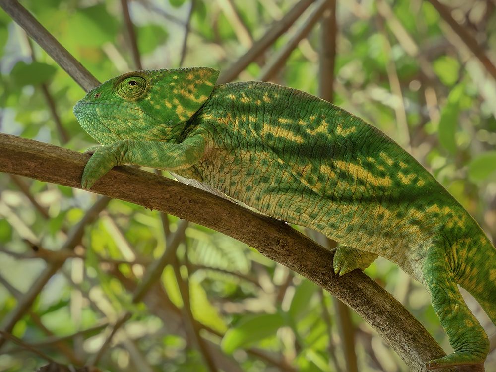 Почти невидимый среди веток хамелеон. Мадагаскар.
