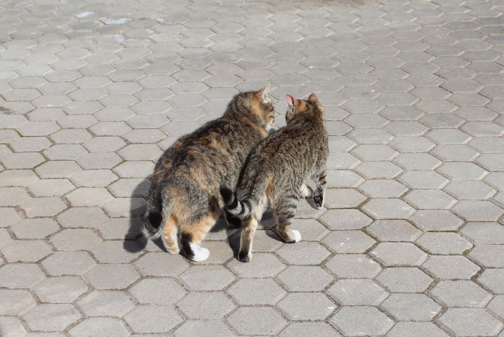 Photograph by Елена Терскова