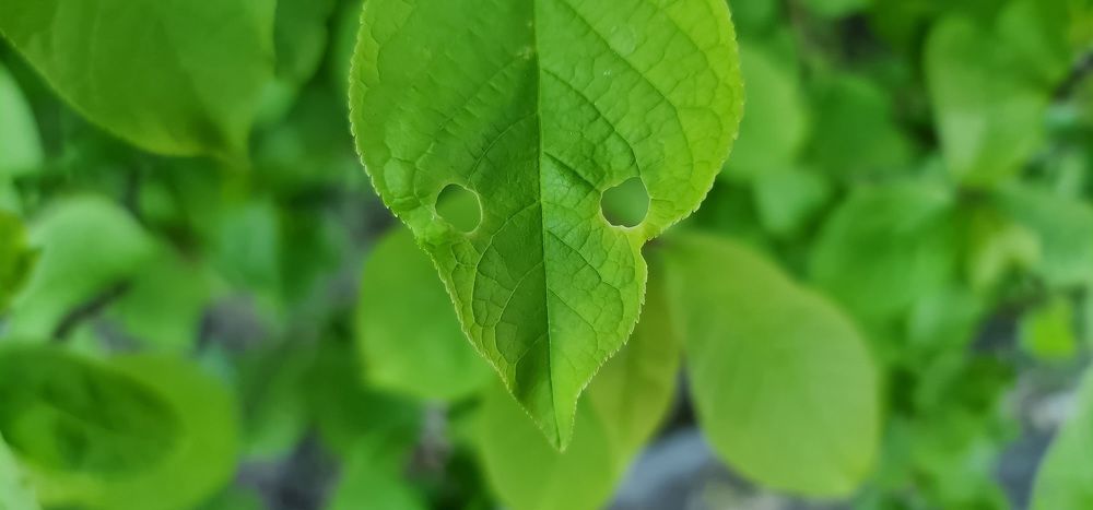 Photograph by Natasha Kim