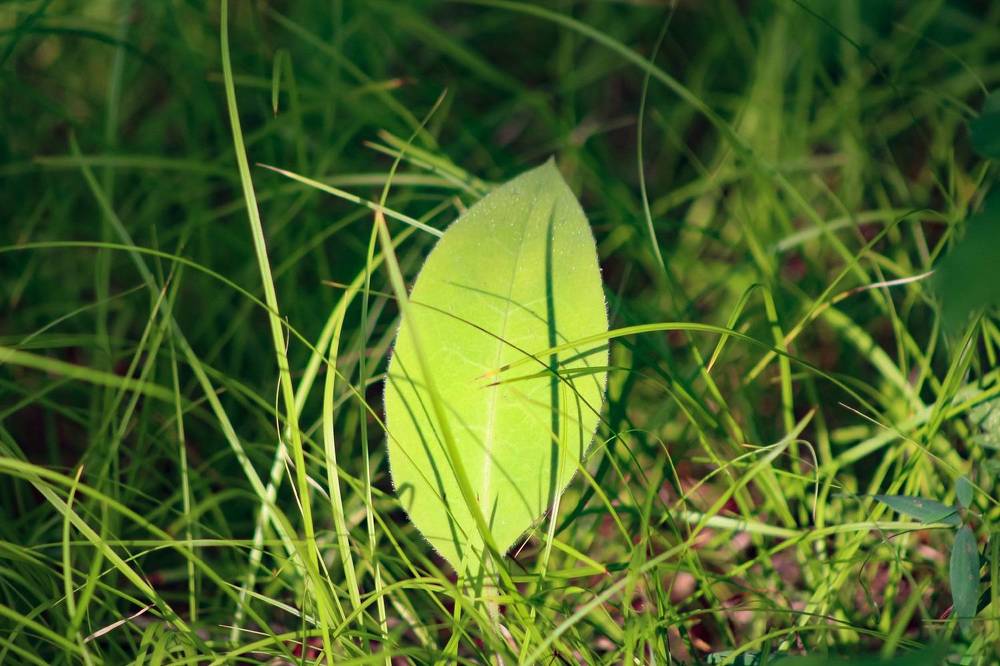 Photograph by Natasha Kim