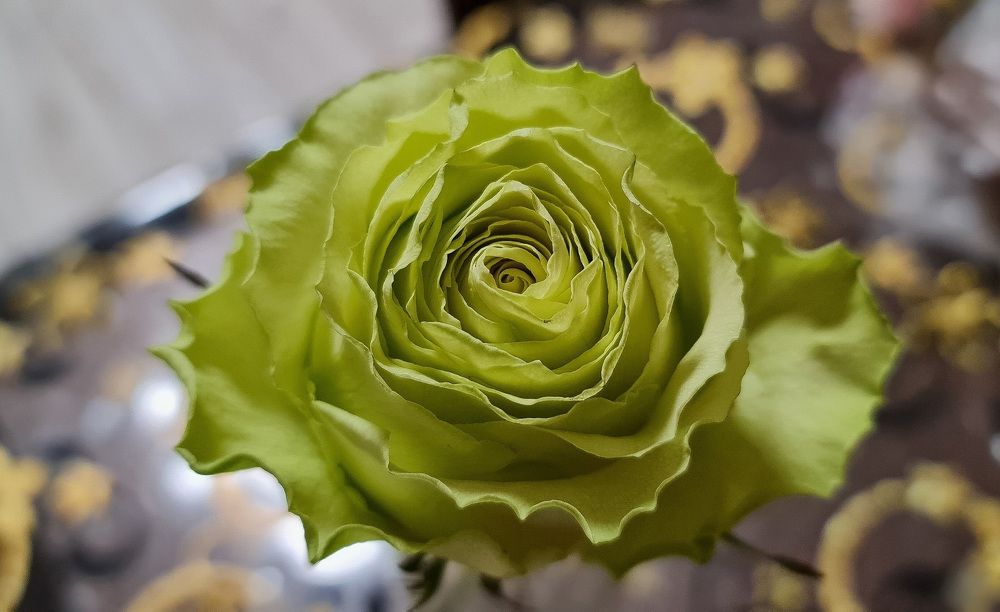 Photograph by Natasha Kim