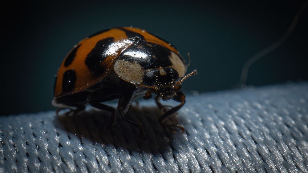 Домашний питомец