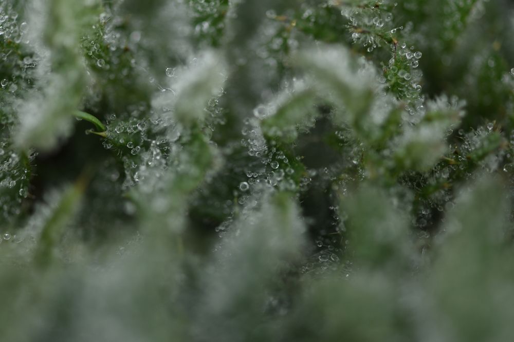 Photograph by Кос Виктория