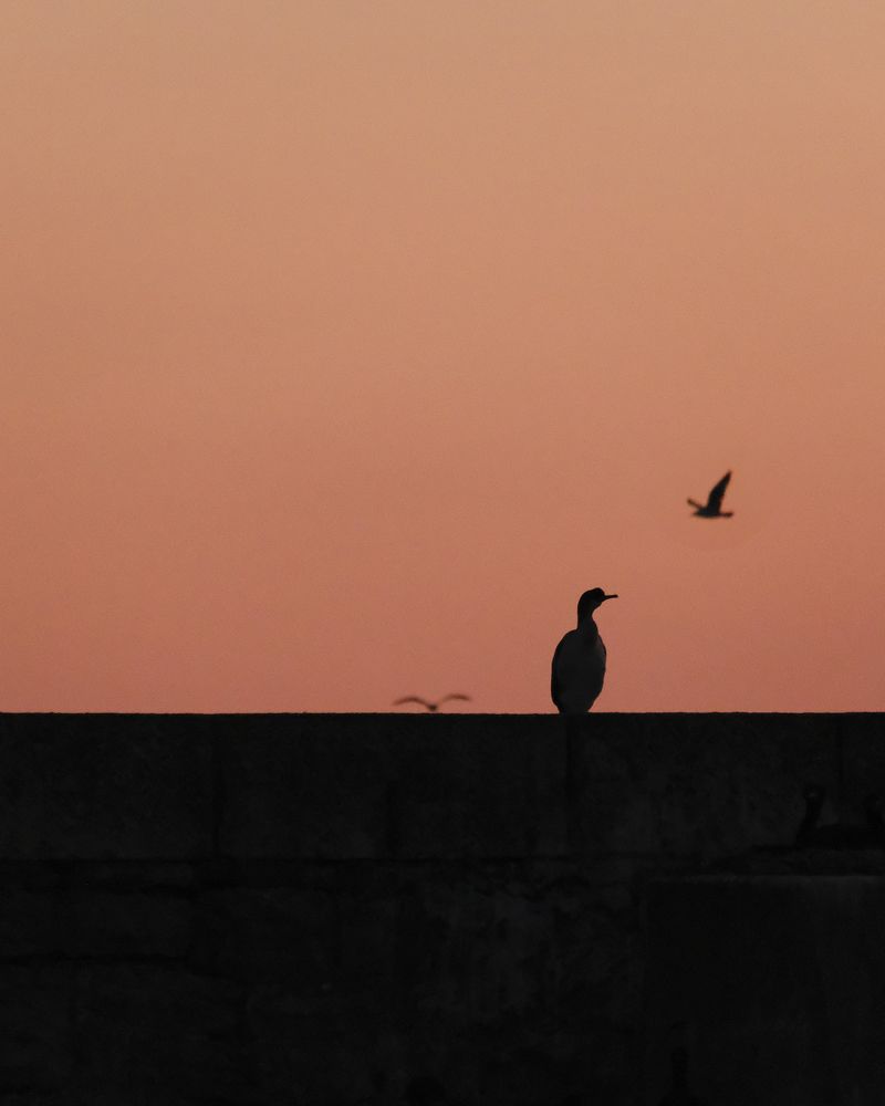 Photograph by Маруся Арбуа