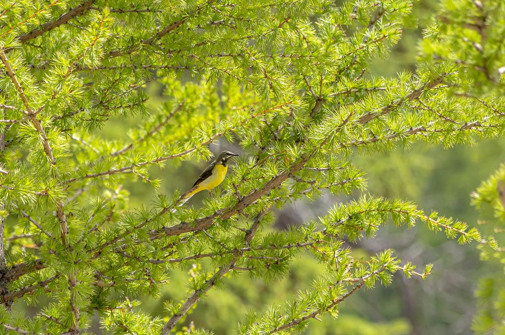 Photograph by Koledova Irina