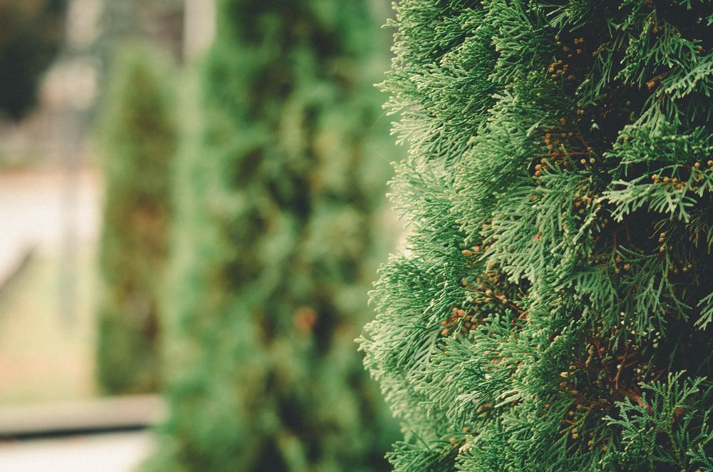 Photograph by Mishel Photographer