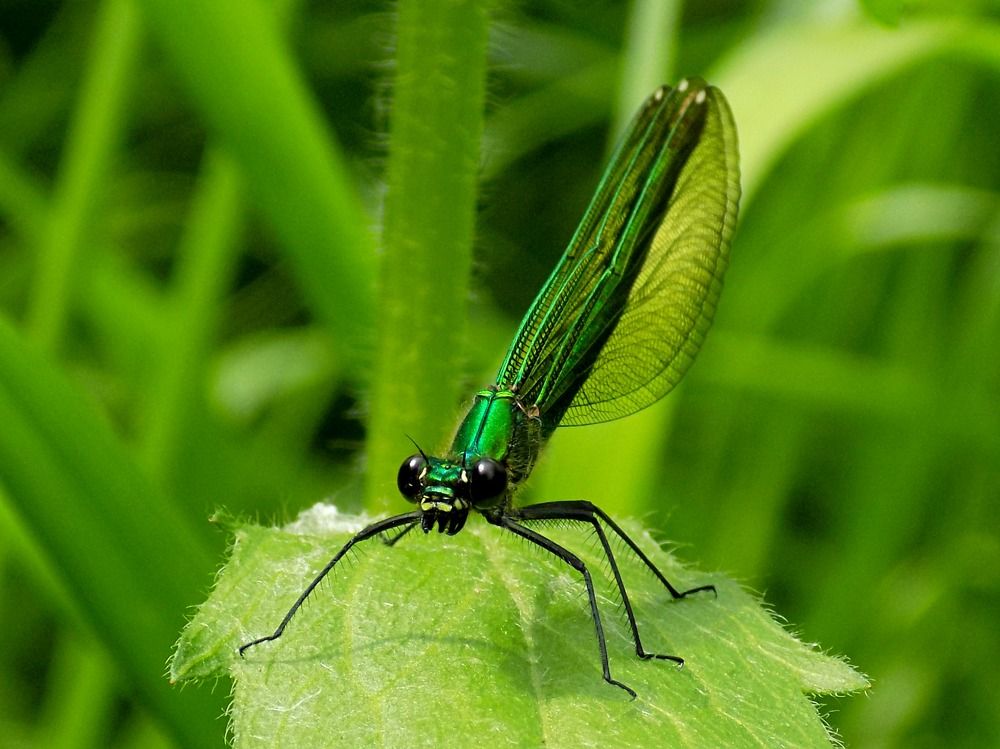 Красотка. Анфас