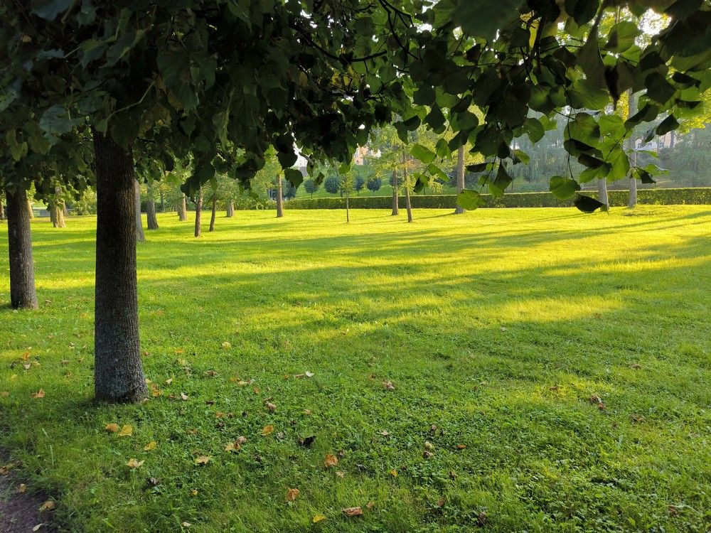 Аллея в Нижнем парке дворцово-паркового ансамбля «Петергоф»