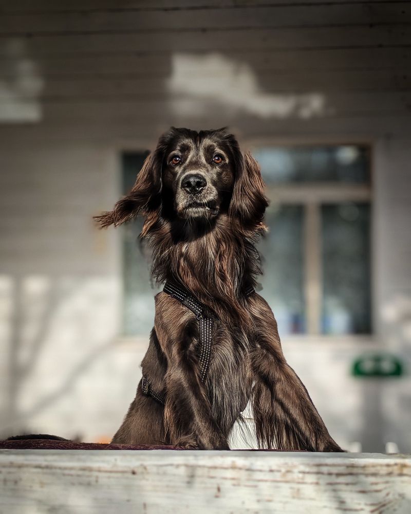 Photo #11364233