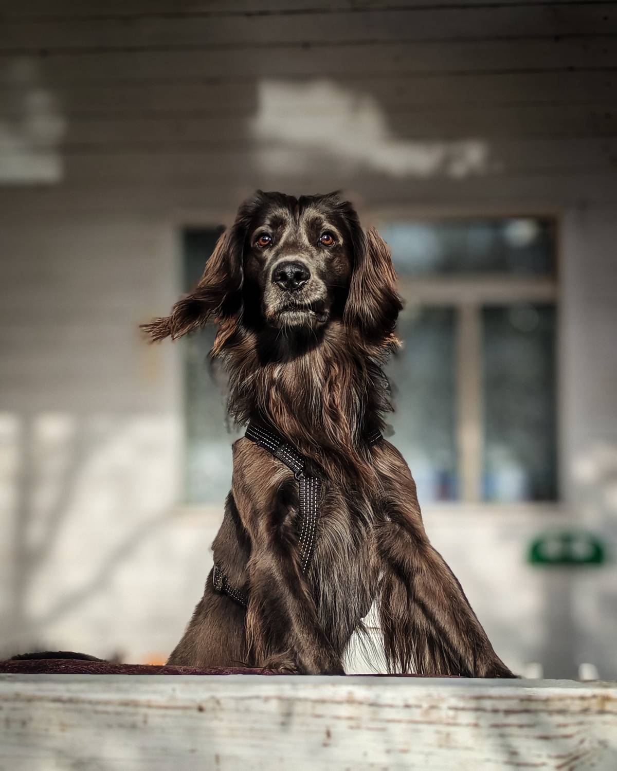 Photo #11364233