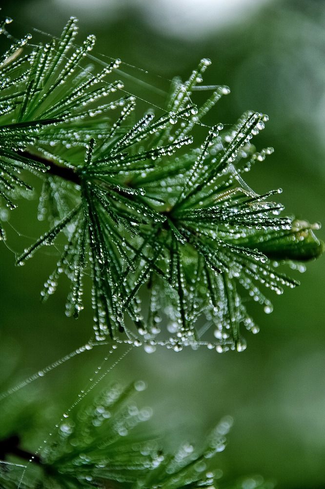 Photograph by Виктория Лобанова