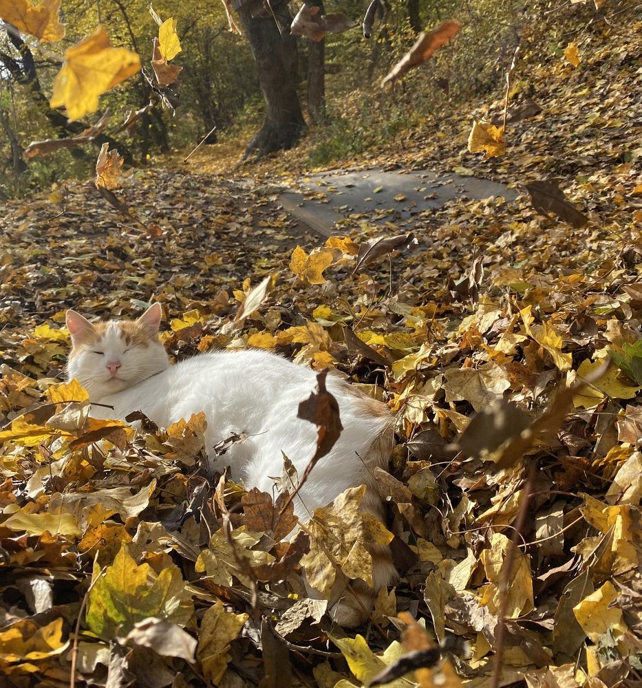 осенний привал
