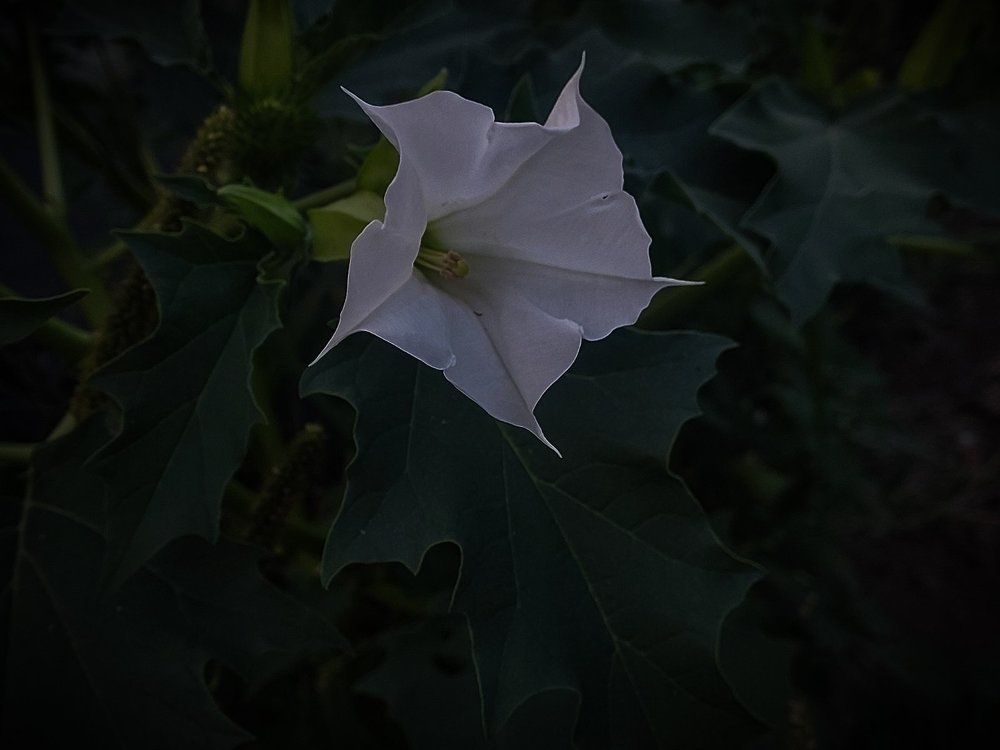 Photograph by Ivan Goshtanar