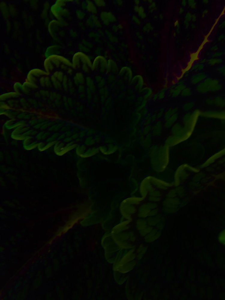 Photograph by Ivan Goshtanar